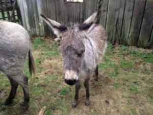 Donkey Roundup a success!